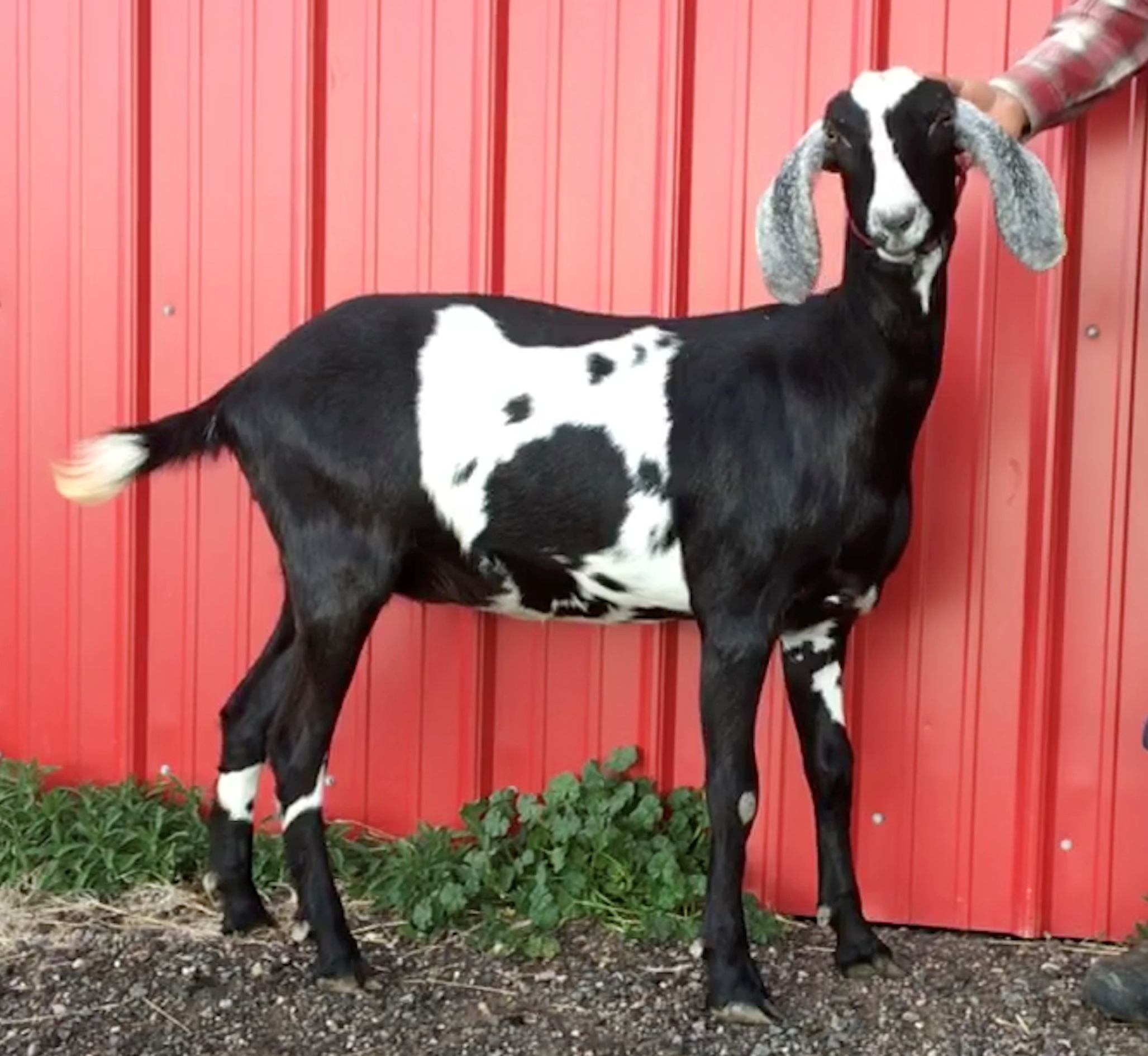 Why Are Nubian Goats So Popular? Their Primary Use Is Key - us26bk7